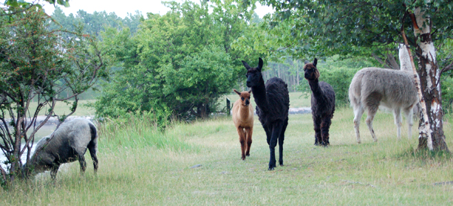 Alpacaer på Tippen